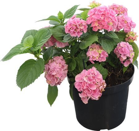 Hydr Mac Early Pink 18+