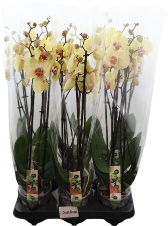 Phal Desert Breeze 3 Tak