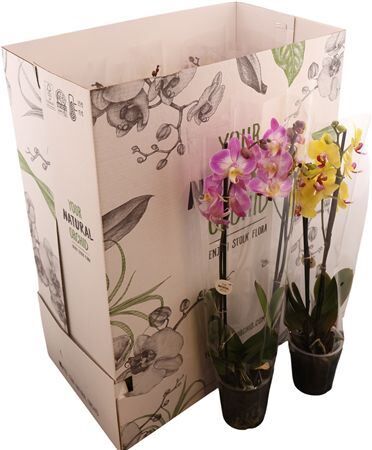 Phal Gemengd 2 Tak 12+