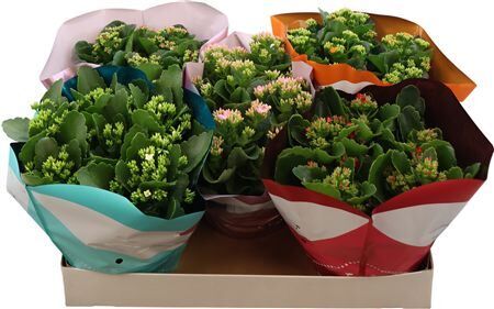 Kalan Bl Gemengd Tst