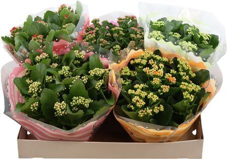 Kalan Gev Gemengd Tst