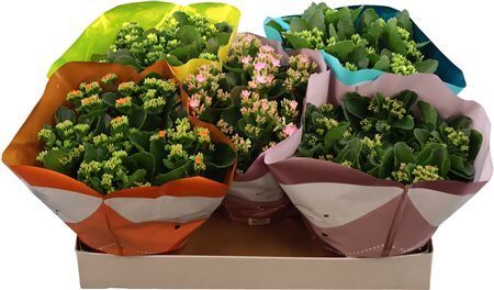 Kalan Bl Gemengd Tst