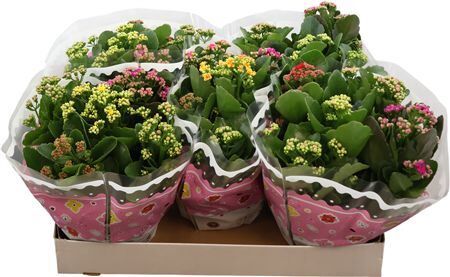 Kalan Gev Gemengd Carnaval