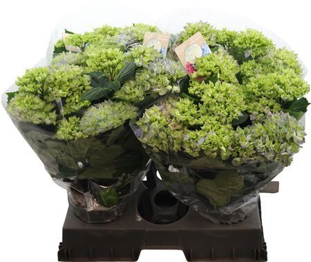 Hydr M High River Blue 11+