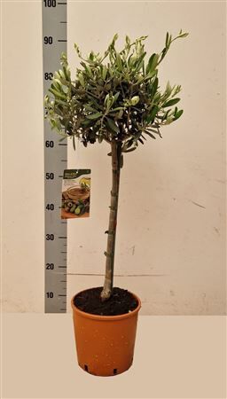 Olea Europaea Stam