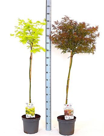 Acer Pa Gemengd Stam