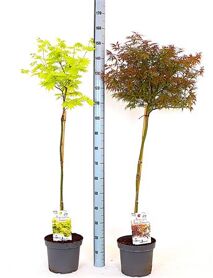 Acer Pa Gemengd Stam