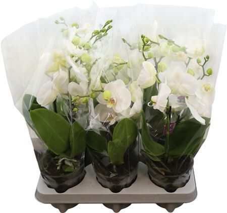 Phal Tablo White 2 Tak (bo)