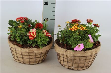 Arr Tuin Gaasmand Xl