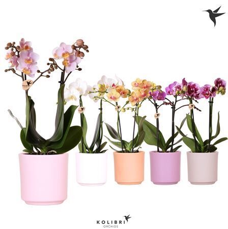 Phal Kolibri Gemengd 2 Tak Keramiek Simplicity