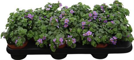 Bacopa Sutera Blue Showers