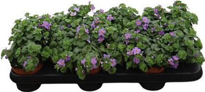 Bacopa Sutera Blue Showers