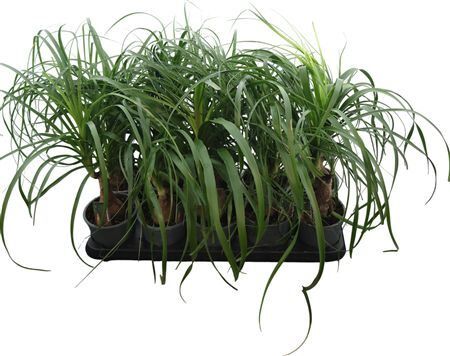 Beaucarnea Recurvata