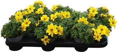 Bidens Yellow