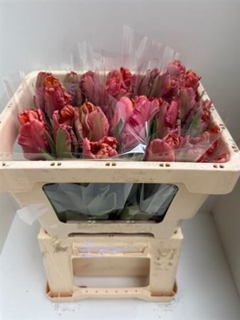 Tu Pa Amazing Parrot