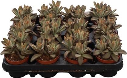 Kalanchoe Tomentosa Aida