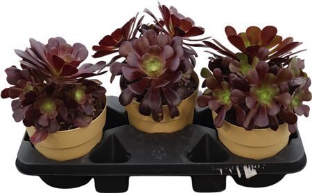 Aeonium Arboreum Black