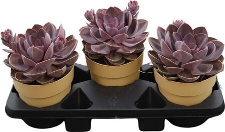 Echev Perle Von Nurnberg