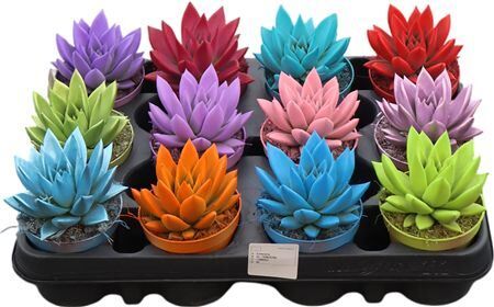 Echev Miranda Rainbow Gemengd