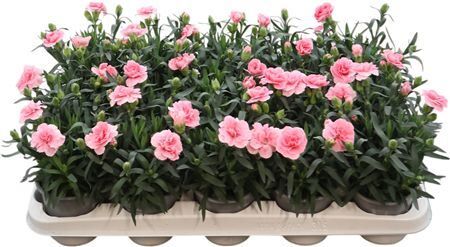 Dianthus Oscar Light Pink