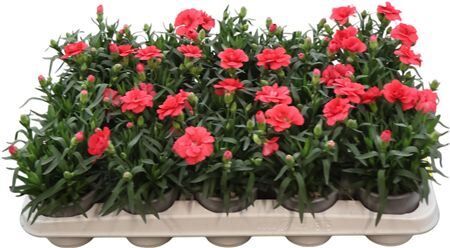 Dianthus Oscar Light Red