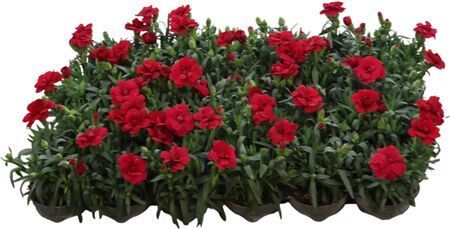 Dianthus Oscar Cherry