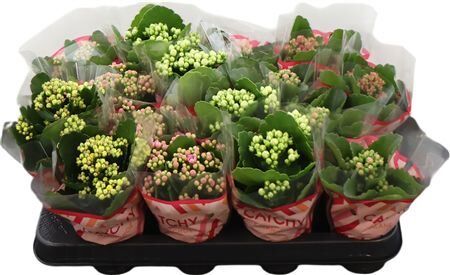 Kalan Mini Gev Gemengd 5kl