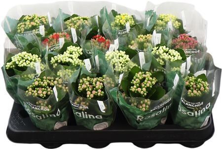 Kalan Mini Gev Gemengd 6kl