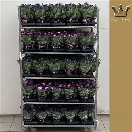 Pericallis Cr Senetti Mixkar