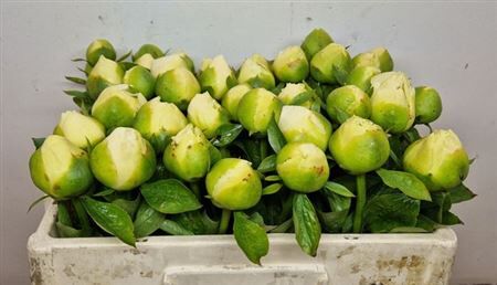 Paeo L Moonrise Geel