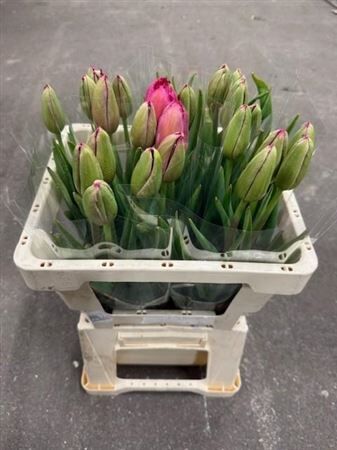 Tu Gefr Burgundy Lace