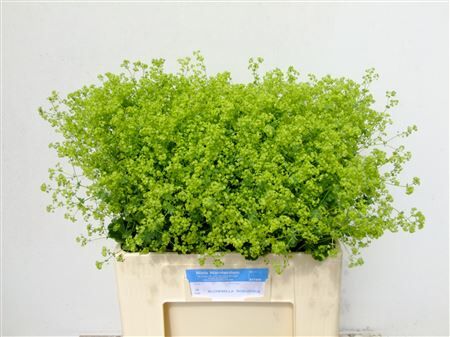 Alchem M Robustica
