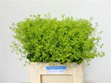 Alchem M Robustica