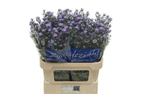 Aster Cassandra