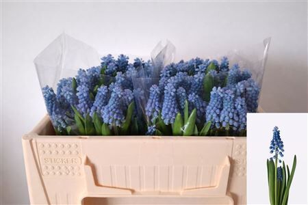 Muscari Blue Moon