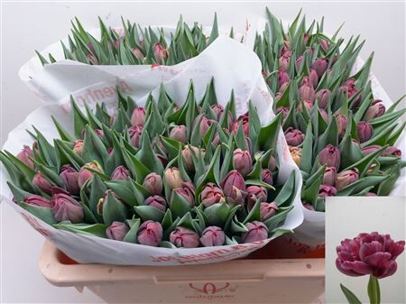 Tu Du Alison Bradley