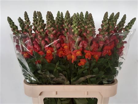 Antir Antibes D Orange