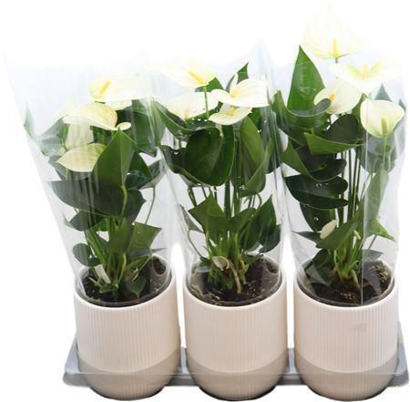 Anthu An White Keramiek Atlanta