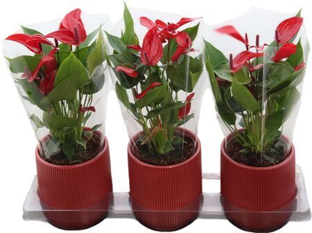 Anthu An Banderola Lava Keramiek Atlanta