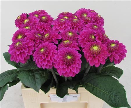 Dahlia Ball Purple Fox