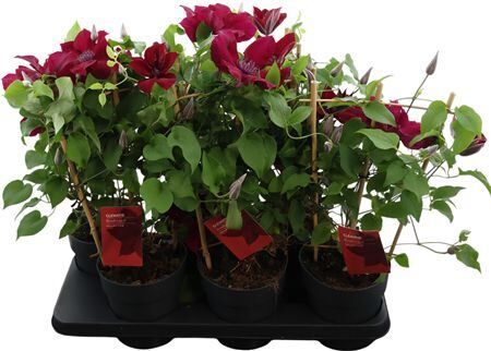 Clematis Boulevard Red Rek