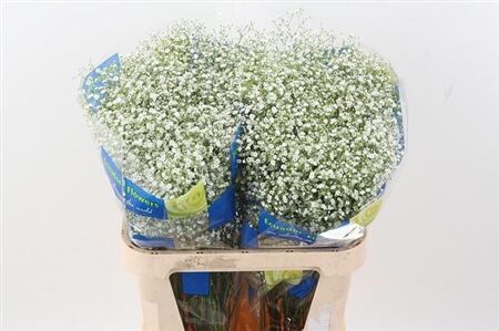 Gyps Pa Zi Discovery