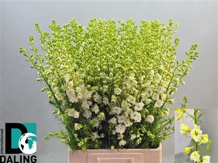 Delph Cons R Qis White