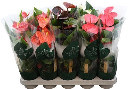 Anthu A Mixed 4 Colors