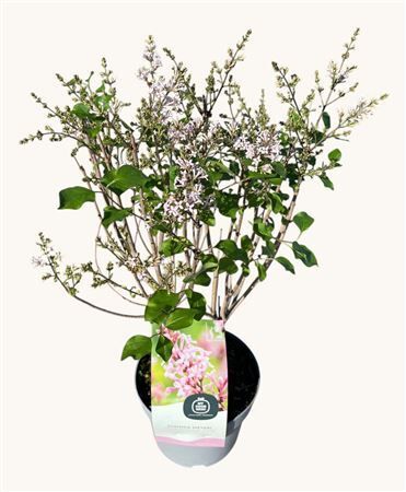 Syringa Meyeri Flowerfesta Pink