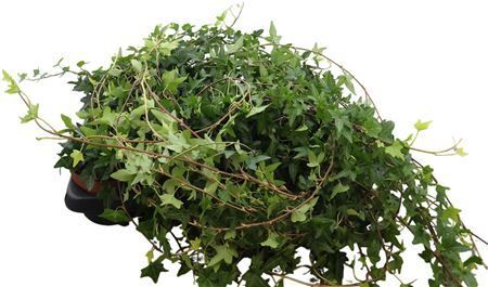 Hed He Shamrock 80cm