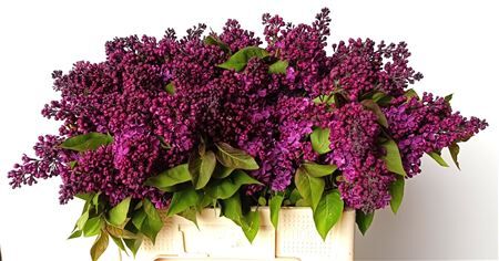 Syringa Violet Per Bos