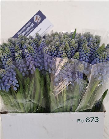 Muscari Bleu