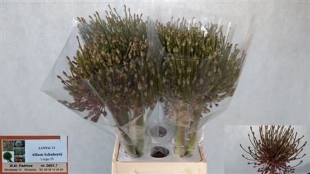 Allium Schubertii