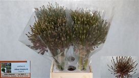 Allium Schubertii